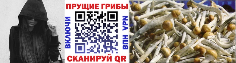 нарко площадка как зайти  Алагир  Псилоцибиновые грибы мицелий 